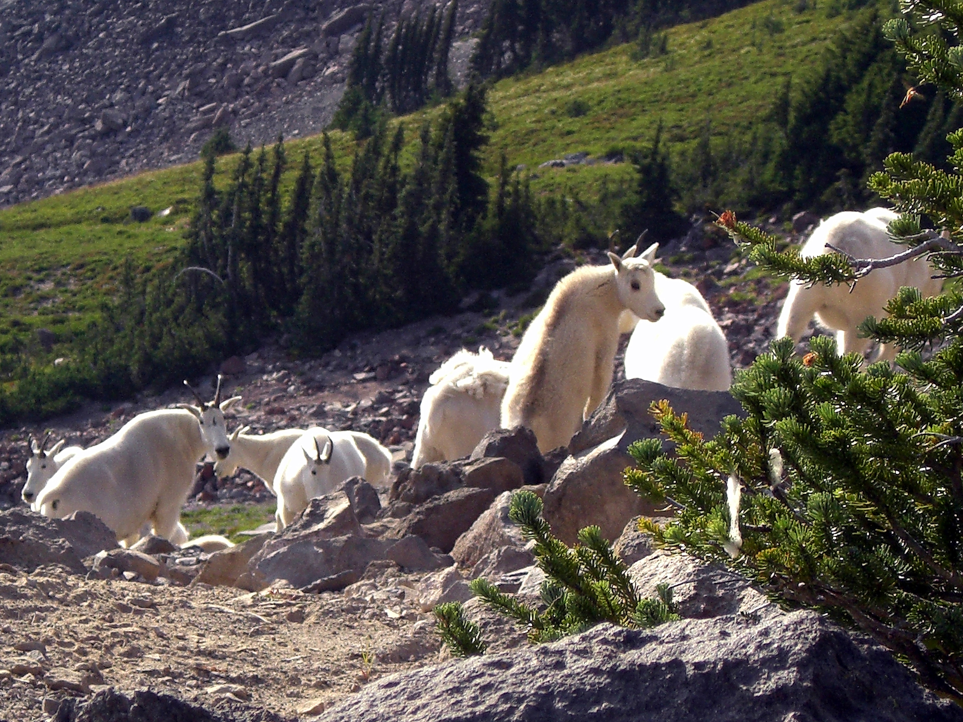 Billy goats
